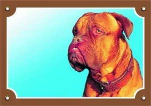 Farbschild Achtung Hund, Bordeauxdogge